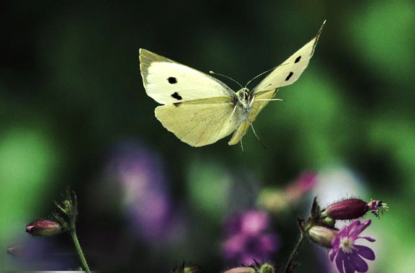 PIERIS BRASSICAE