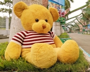 Gấu Teddy vàng